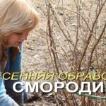 chem-obrabotat-vesnoj-kusty-smorodiny