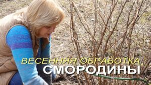 chem-obrabotat-vesnoj-kusty-smorodiny