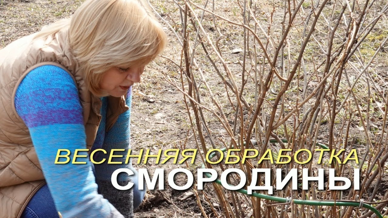 chem-obrabotat-vesnoj-kusty-smorodiny