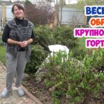 kak-obrezat-gortenziyu-krupnolistnuyu-vesnoj