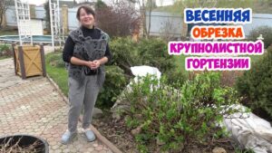 kak-obrezat-gortenziyu-krupnolistnuyu-vesnoj