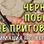 kak-ozhivit-rozy-posle-zimy-esli-pocherneli-stebli