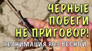 kak-ozhivit-rozy-posle-zimy-esli-pocherneli-stebli