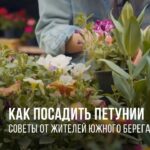 kak-posadit-petuniyu-na-balkone