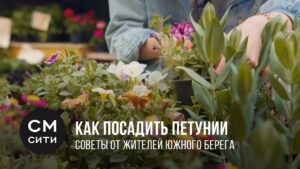 kak-posadit-petuniyu-na-balkone