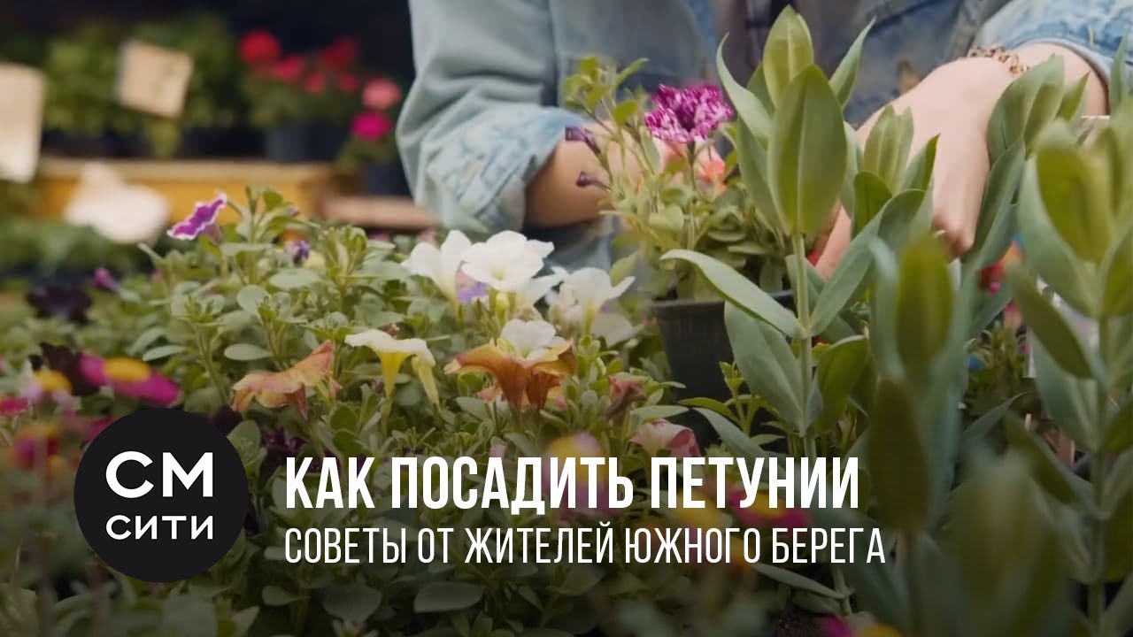kak-posadit-petuniyu-na-balkone