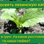 kak-sazhat-pekinskuyu-kapustu-v-otkrytyj-grunt
