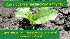 kak-sazhat-pekinskuyu-kapustu-v-otkrytyj-grunt