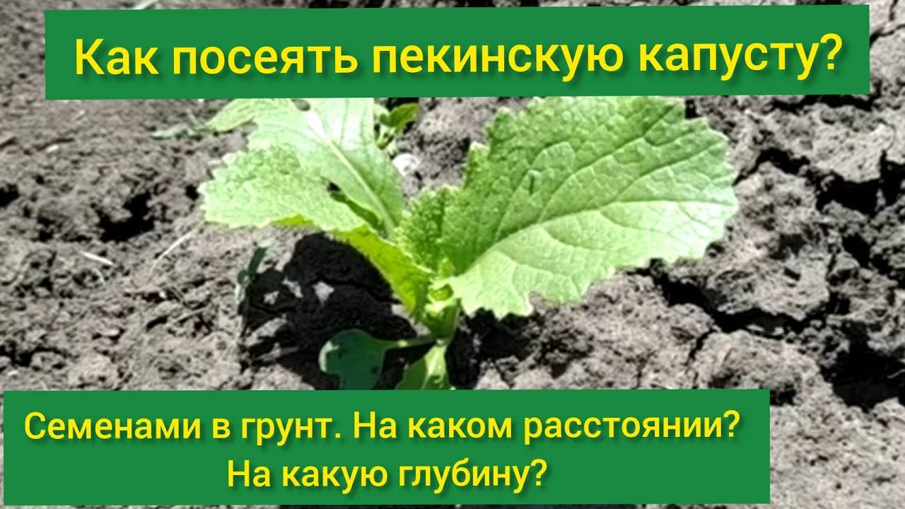 kak-sazhat-pekinskuyu-kapustu-v-otkrytyj-grunt