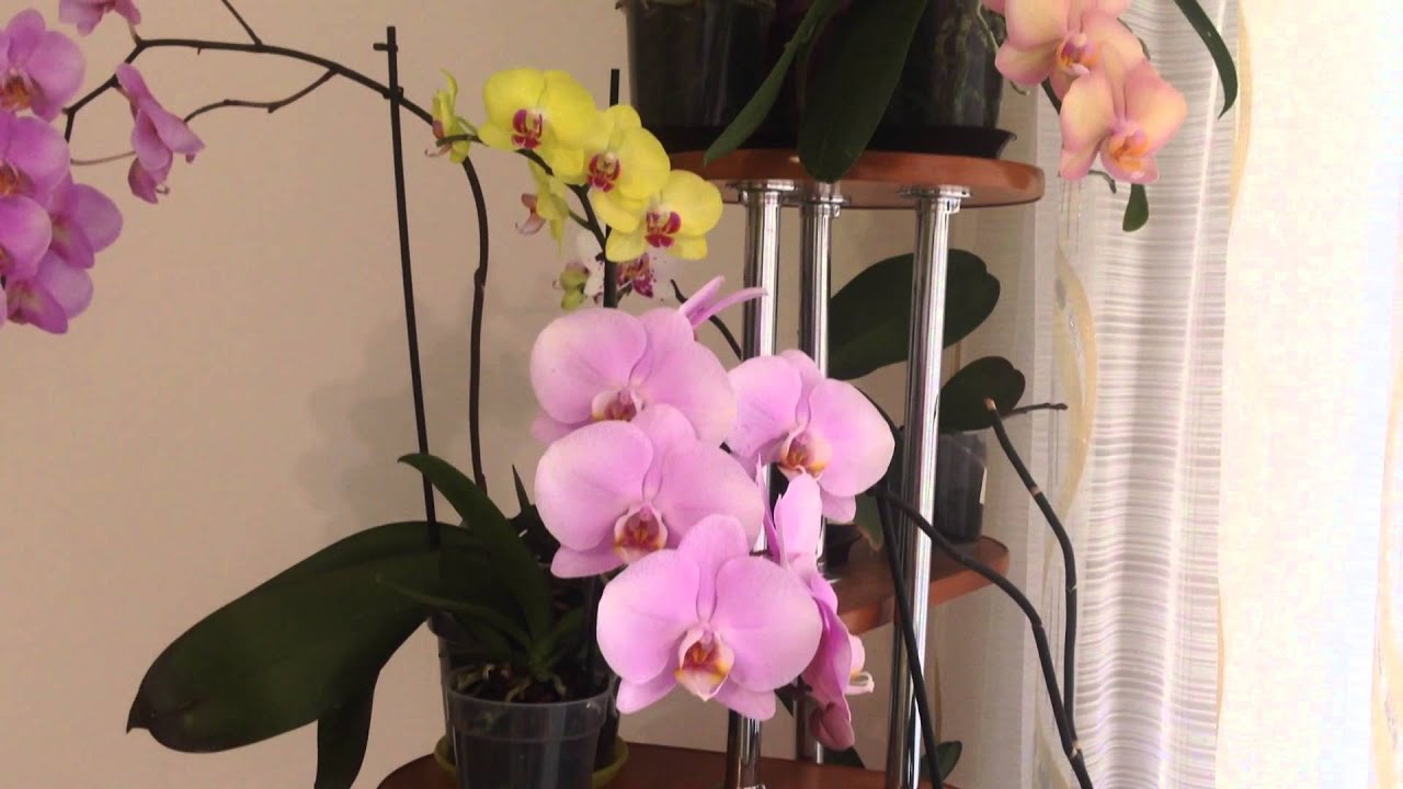kak-uhazhivat-za-tsvetkom-falenopsis
