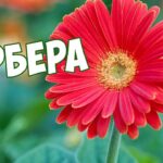 kak-uhazhivat-za-tsvetkom-gerbera