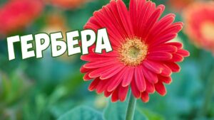 kak-uhazhivat-za-tsvetkom-gerbera