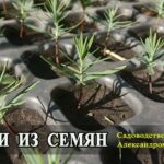 kak-vyglyadyat-semena-tui