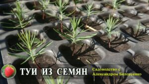 kak-vyglyadyat-semena-tui