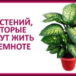 kakoj-tsvetok-mozhno-postavit-v-temnyj-ugol-komnaty-na-pol