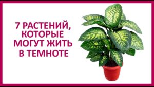 kakoj-tsvetok-mozhno-postavit-v-temnyj-ugol-komnaty-na-pol