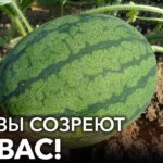 pochemu-vygodno-vyrashhivat-chudo-arbuzy-napishite-dve-prichiny-svyazannye-s-osobennostyami-formy-arbuza