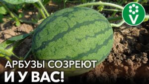 pochemu-vygodno-vyrashhivat-chudo-arbuzy-napishite-dve-prichiny-svyazannye-s-osobennostyami-formy-arbuza
